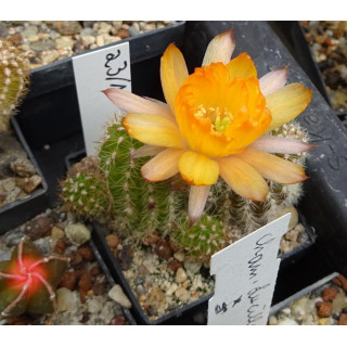 Chamaecereus  Hyb. 23 1