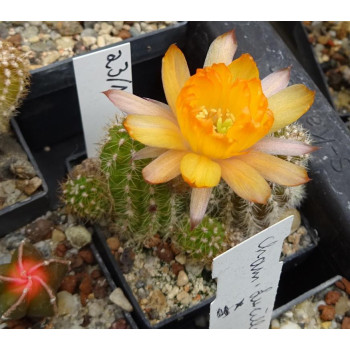 Chamaecereus  Hyb. 23 1