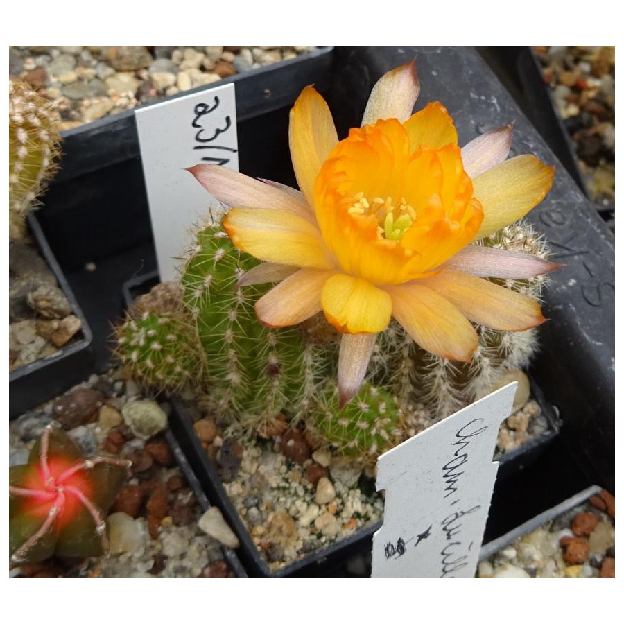 Chamaecereus  Hyb. 23 1
