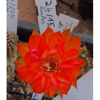 Chamaecereus  Hyb. 24 15 links