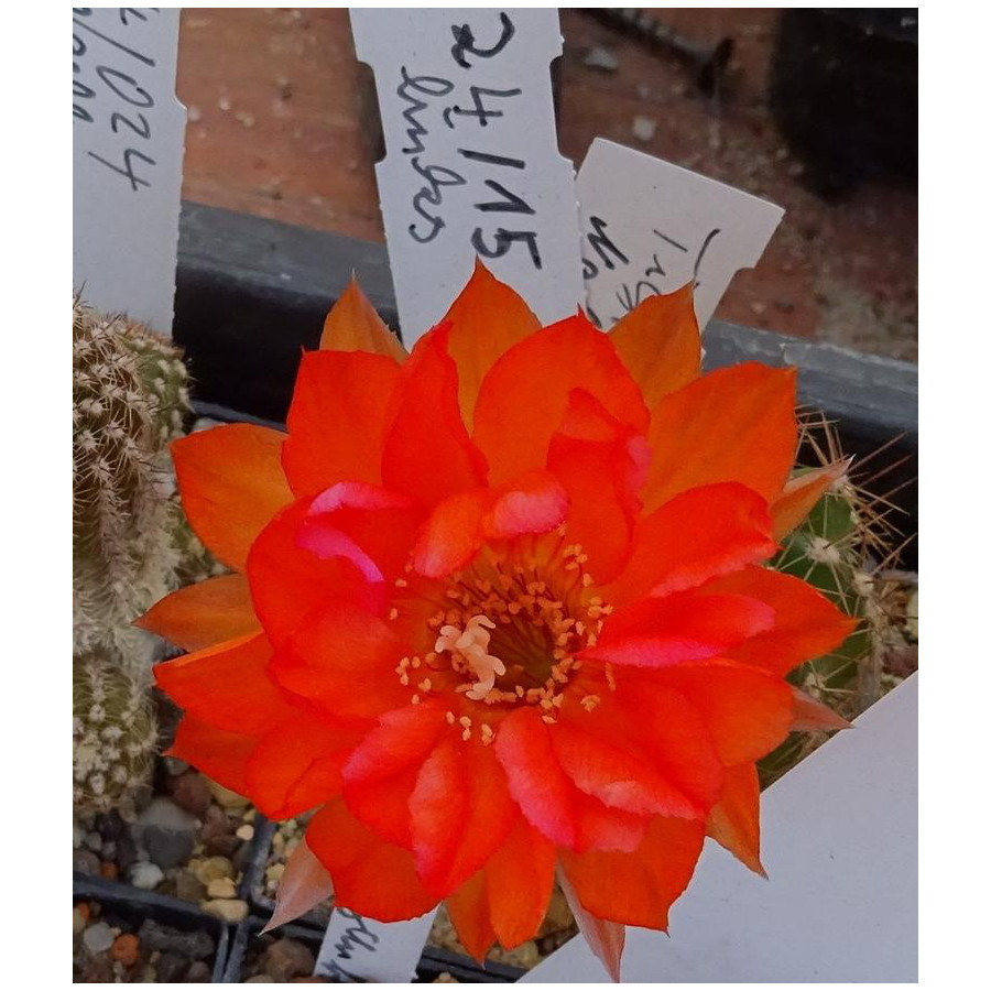 Chamaecereus  Hyb. 24 15 links