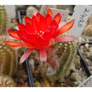Chamaecereus  Hyb. 24 20
