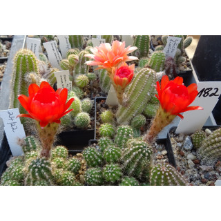 Chamaecereus  Hyb. 24 22