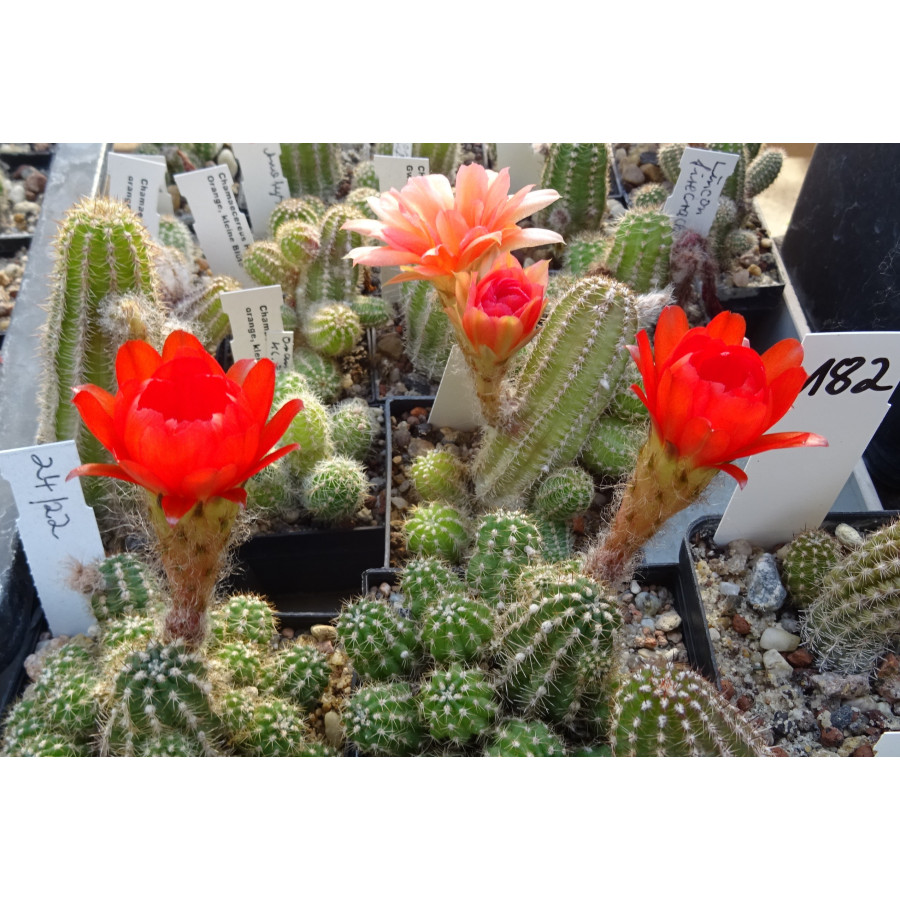 Chamaecereus  Hyb. 24 22