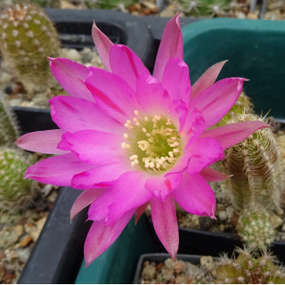 Chamaecereus  Hyb. 28.5.025 a