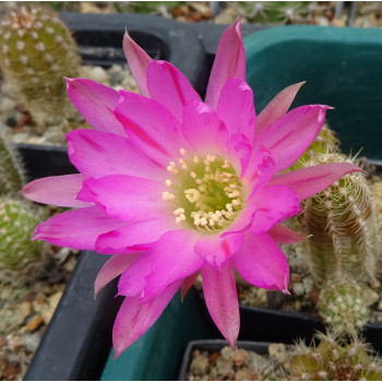 Chamaecereus  Hyb. 28.5.025 a