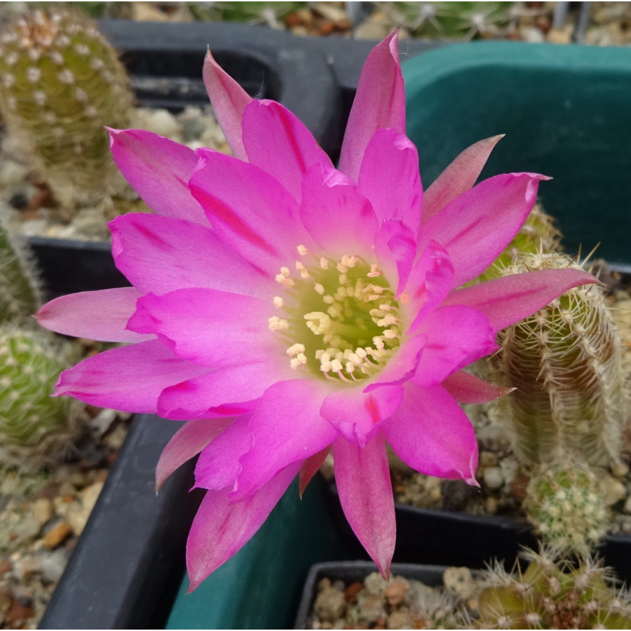 Chamaecereus  Hyb. 28.5.025 a