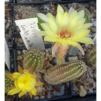 Chamaecereus  Hyb. 39 024