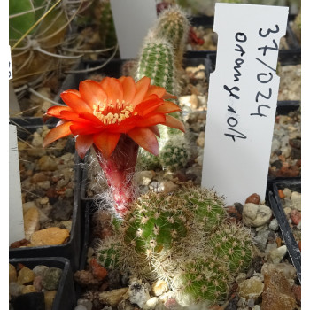 Chamaecereus  Hyb. 37 024