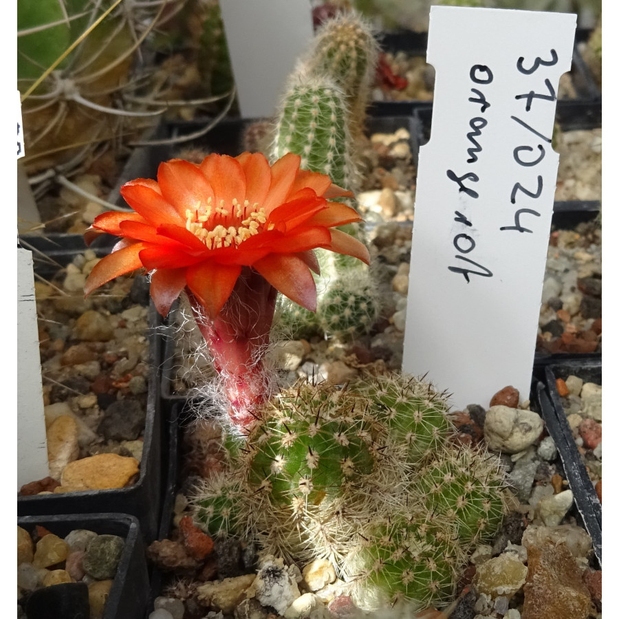 Chamaecereus  Hyb. 37 024
