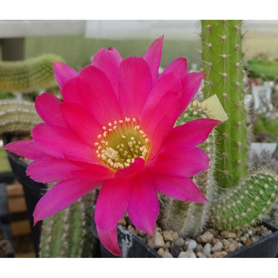 Chamaecereus  Nachzucht Tiger rosa 2 6 025