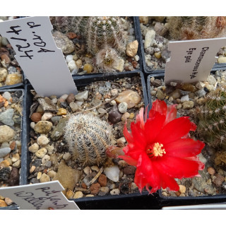 Chamaecereus 4 24 dunkel rot