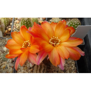 Chamaecereus  unbekannt