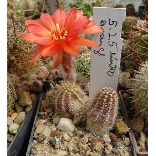 Chamaecereus 5 25 links orange