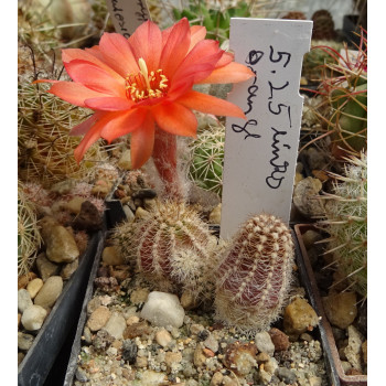 Chamaecereus 5 25 links orange