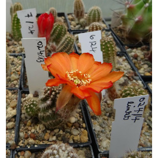 Chamaecereus  7 24   024 13