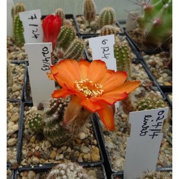 Chamaecereus  7 24   024 13
