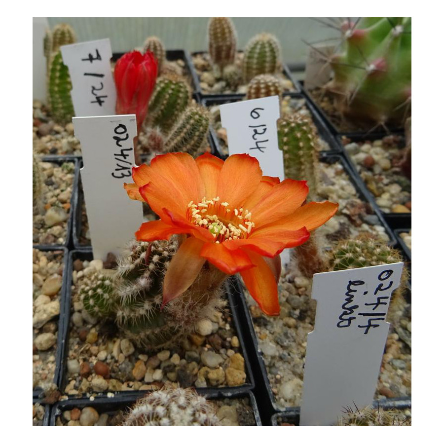 Chamaecereus  7 24   024 13