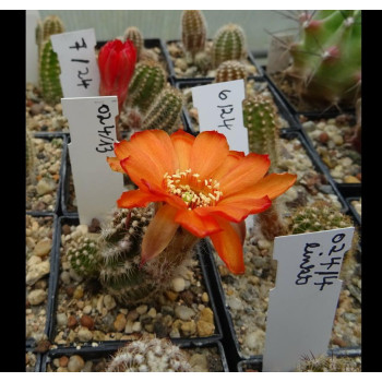 Chamaecereus 7 24   024 13
