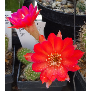 Chamaecereus 8 24 bunt