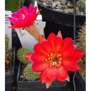 Chamaecereus 8 24 bunt