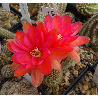 Chamaecereus 022 1 a   1488