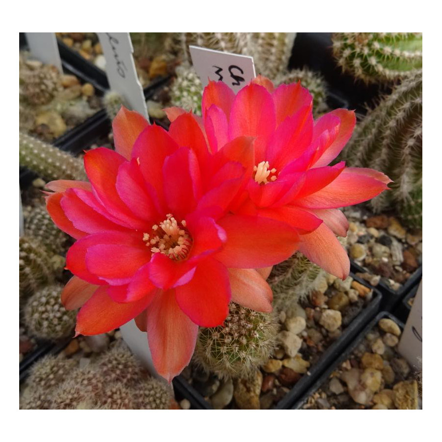 Chamaecereus 022 1 a   1488