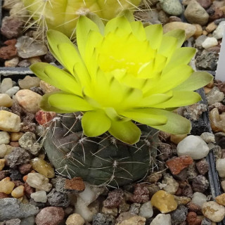 Gymnocalyciuim andreae P 199, wh