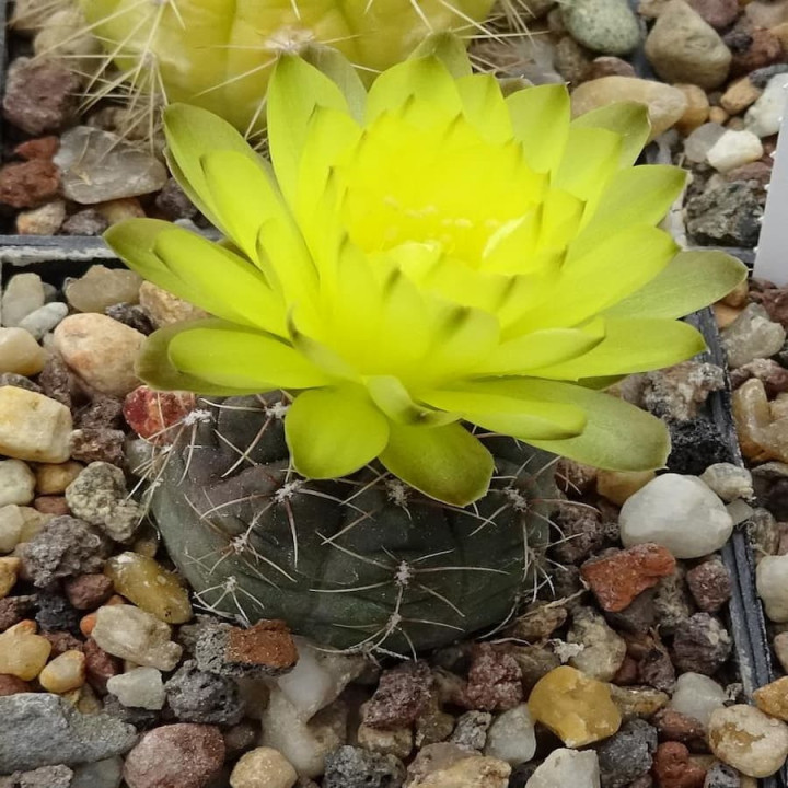 Gymnocalyciuim andreae P 199, wh