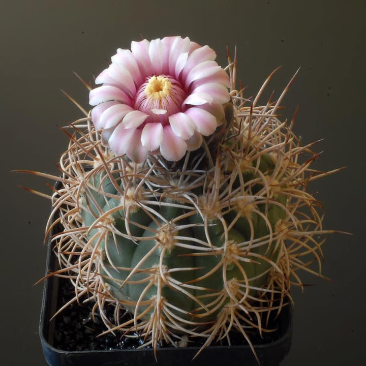 Gymnocalycium accorugatum JO 1045