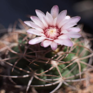 Gymnocalycium accorugatum VS 32