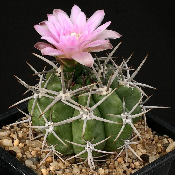 Gymnocalycium achirasense var. villamercedense