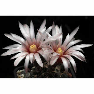 Gymnocalycium aff. poeschlii STO 88-1580