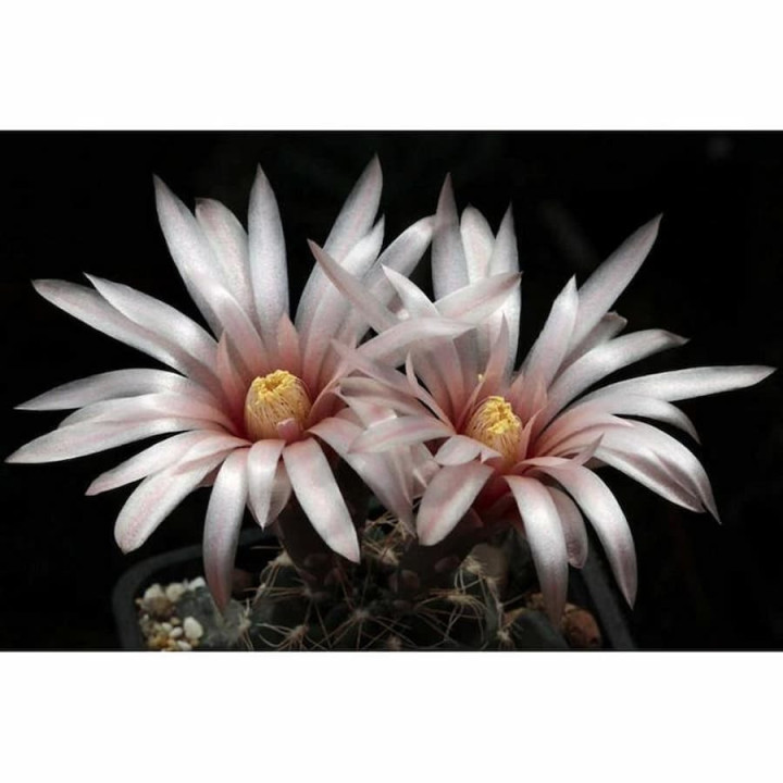 Gymnocalycium aff. poeschlii STO 88-1580
