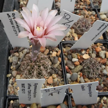 Gymnocalycium aff.poeschlii Tom 07-271/1