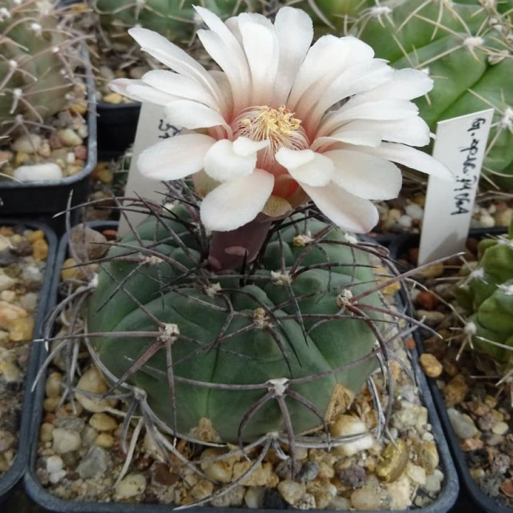 Gymnocalycium ambatoense var.nidulans