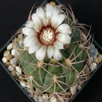 Gymnocalycium ambatoense x nidulans x ritterianum JN 65