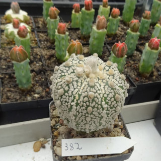 Astrophytum asterias cv. Superkabuto, veredelt