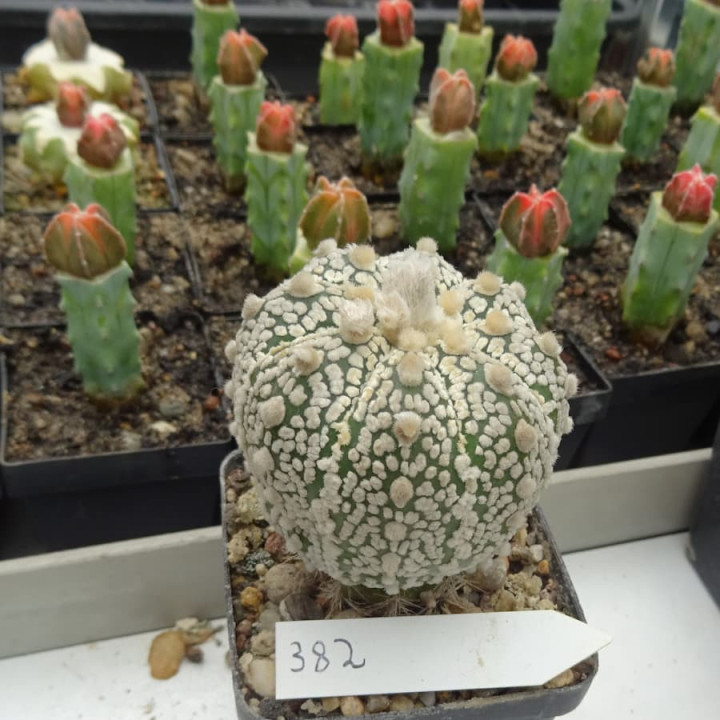 Astrophytum asterias cv. Superkabuto, veredelt