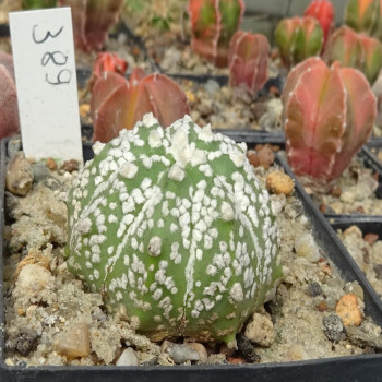 Astrophytum asterias cv. Superkabuto