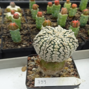 Astrophytum asterias cv. Superkabuto, veredelt