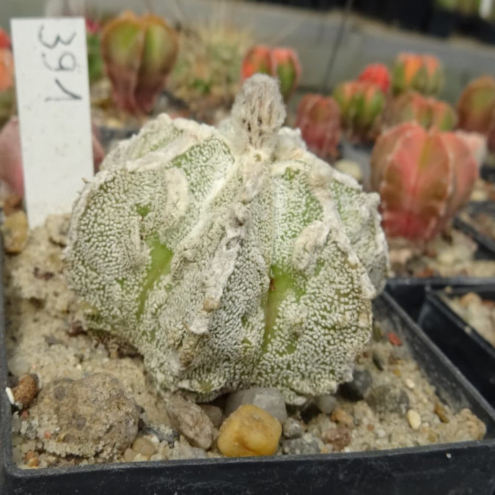 Astrophytum Japan-Hybrid
