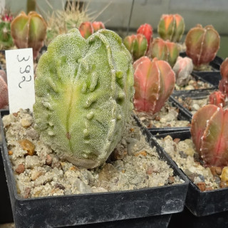 Astrophytum Japan-Hybrid