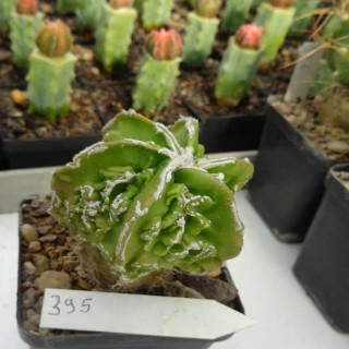 Astrophytum myriostigma cv.  Hyozan Fukuryu, veredelt