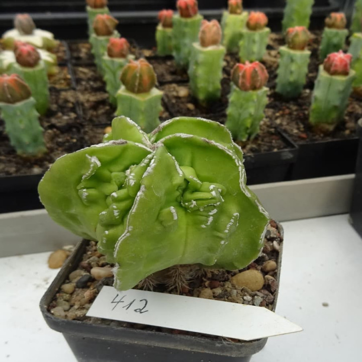 Astrophytum myriostigma cv. Fukuryu Hekiran, veredelt