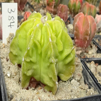 Astrophytum myriostigma cv. Fukuryu Hekiran