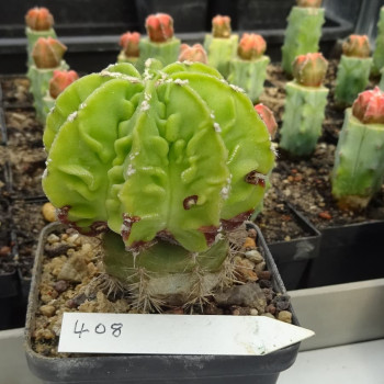 Astrophytum myriostigma cv. Fukuryu Hekiran, veredelt