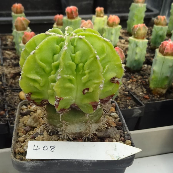 Astrophytum myriostigma cv. Fukuryu Hekiran, veredelt