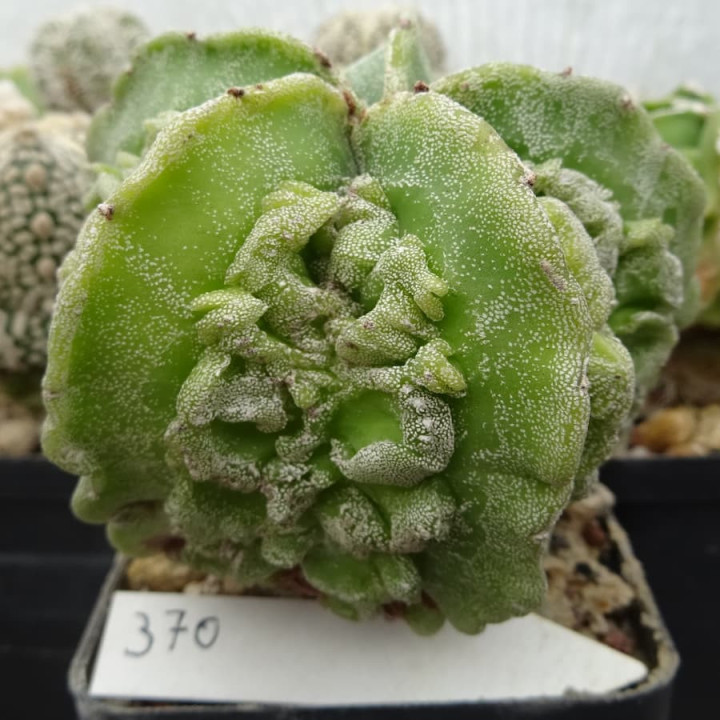 Astrophytum myriostigma cv. Fukuryu Hyozan, veredelt