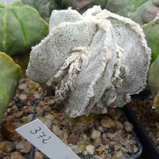 Astrophytum myriostigma cv. Fukuryu Hyozan, veredelt
